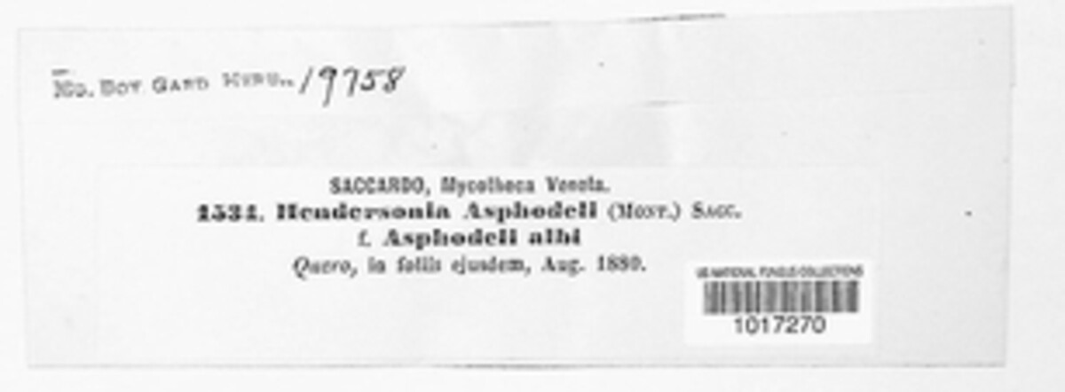 Hendersonia asphodeli image